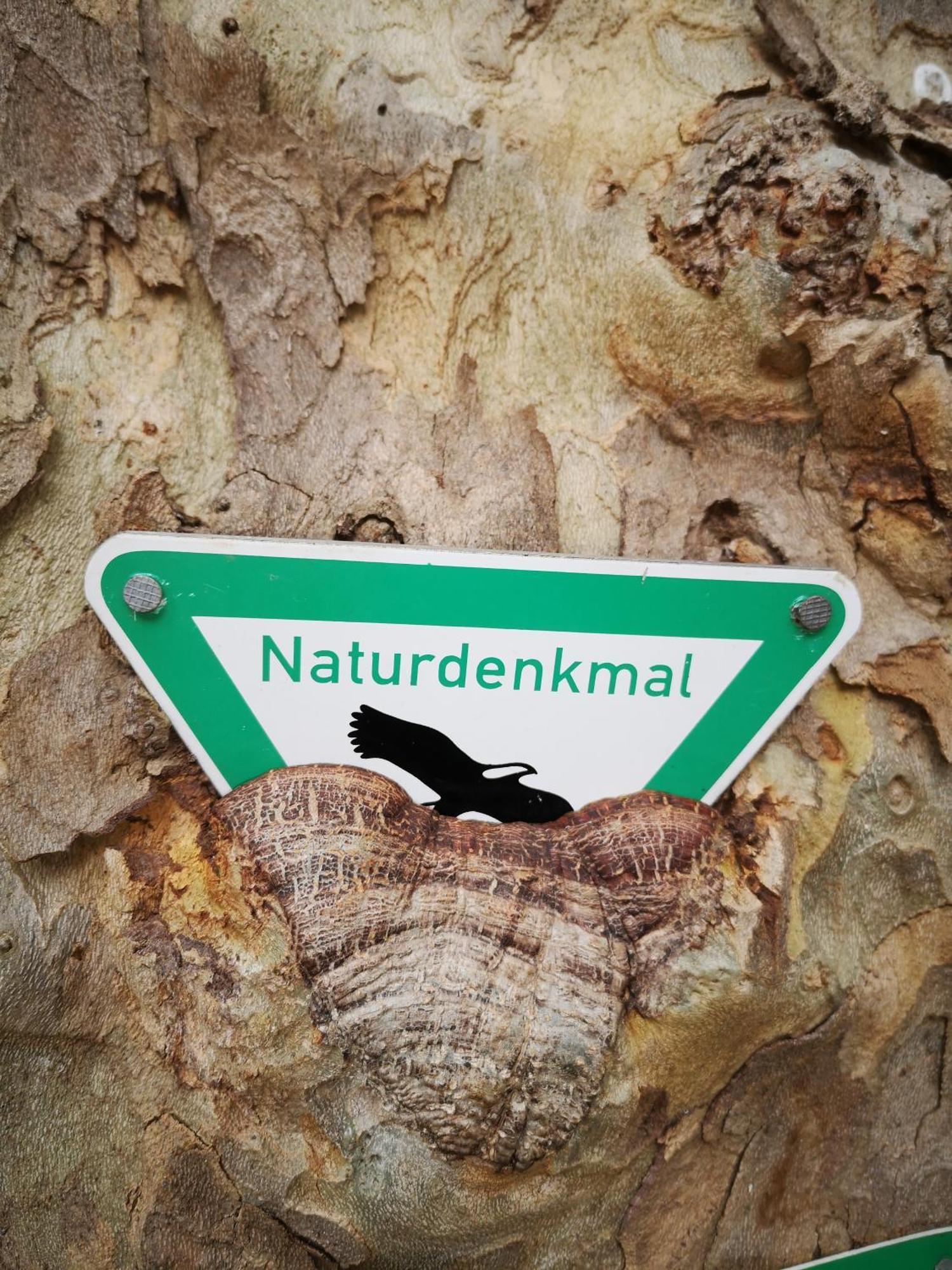 Ferienwohnung In Waldrandlage In Nationalpark Schleiden / Eifel Luaran gambar